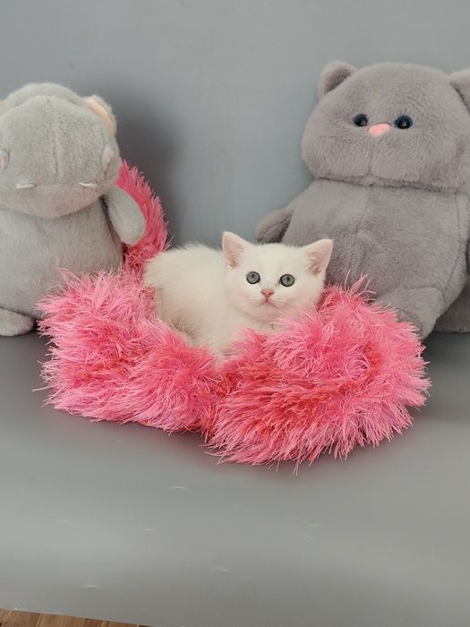 Белые котята Британцы