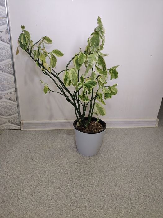 Педилантус двухлетний