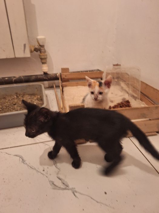 Беслатное котятя