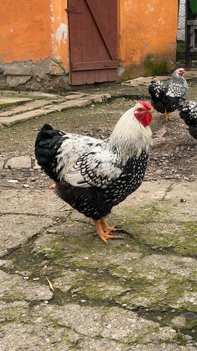 Ouă Wyandotte Argintiu