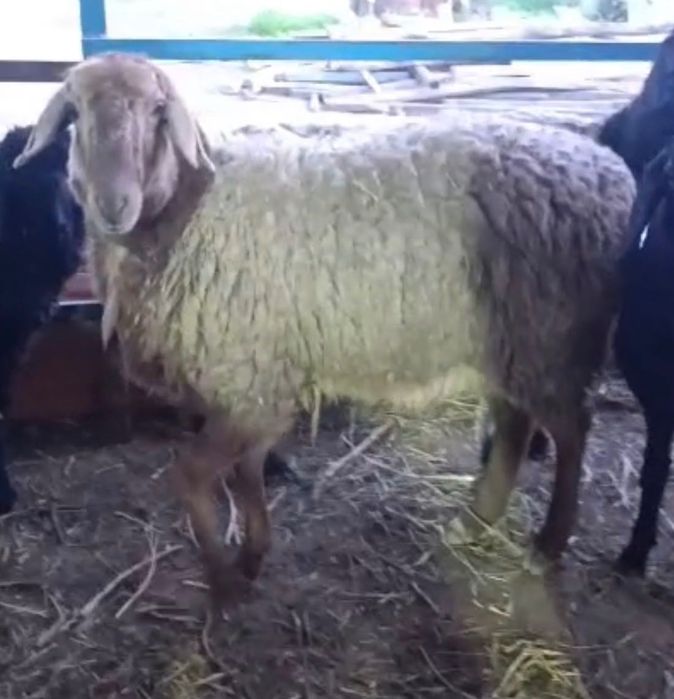 Продается барашек