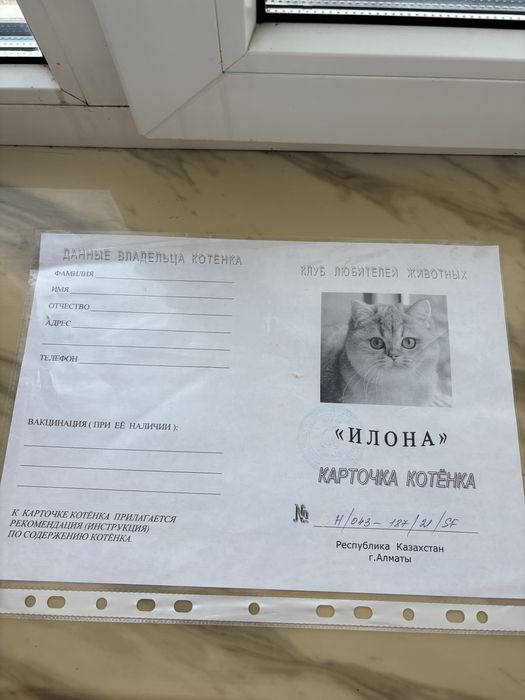 котенок мальчик шотландец