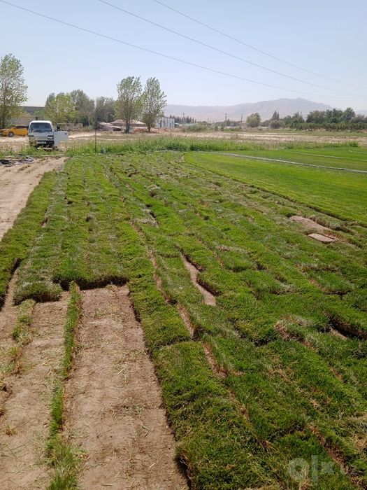Gazon tayor rulonlari samarkand