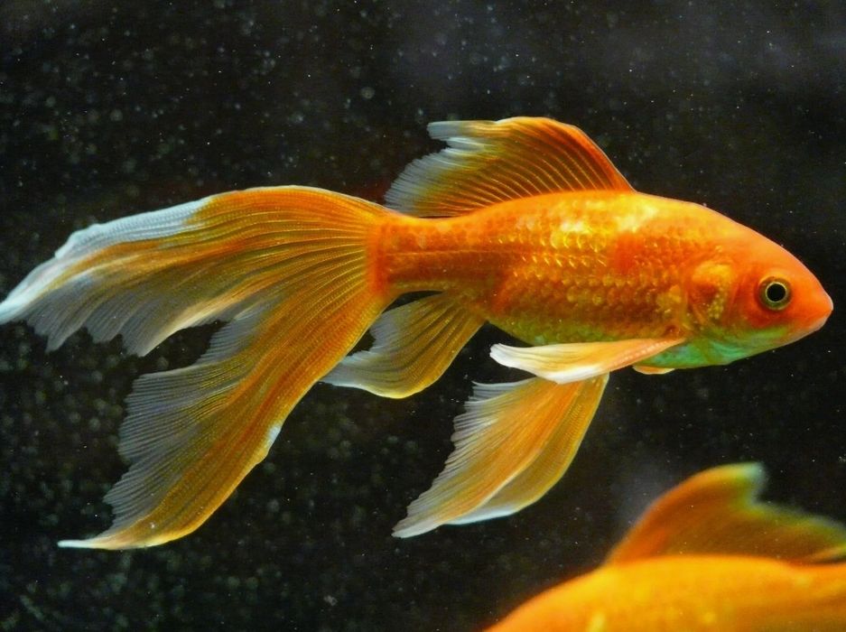 Рыбки Комета(золотые рыбы)