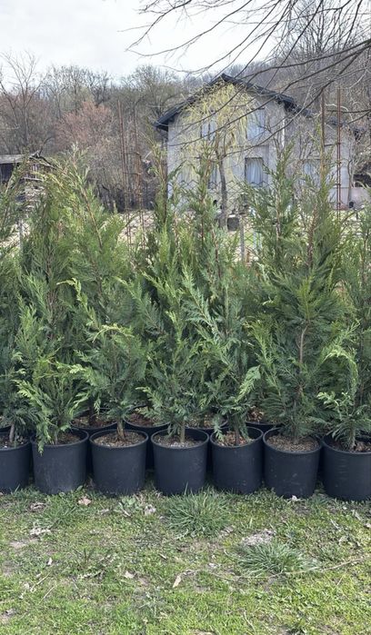 leylandii cupressus pentru gard viu 1 m