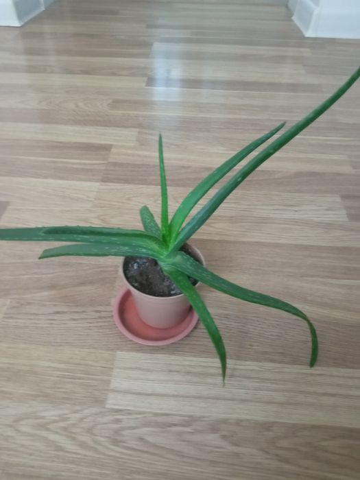 Алоэ вера растение