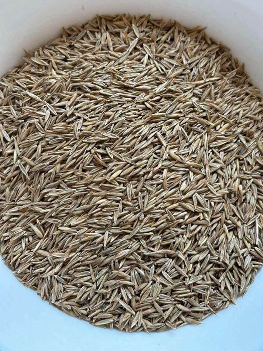 Samanta de lucernă, trifoi, iarbă  și borceag