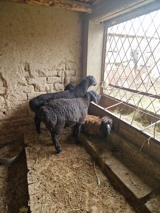 Продаётся бараны