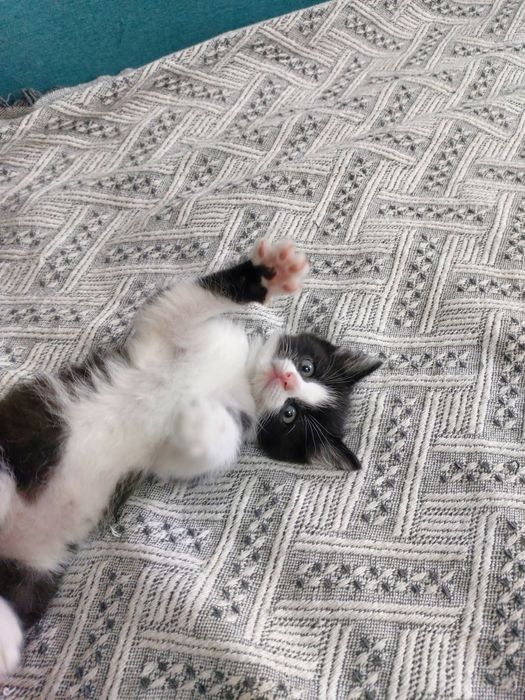 Котёнок ищет дом