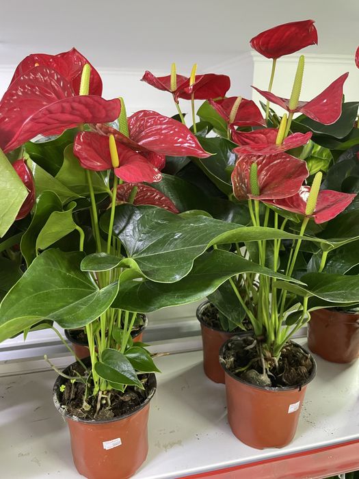 Комнатные растения