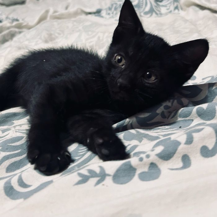 отдаю двух котят