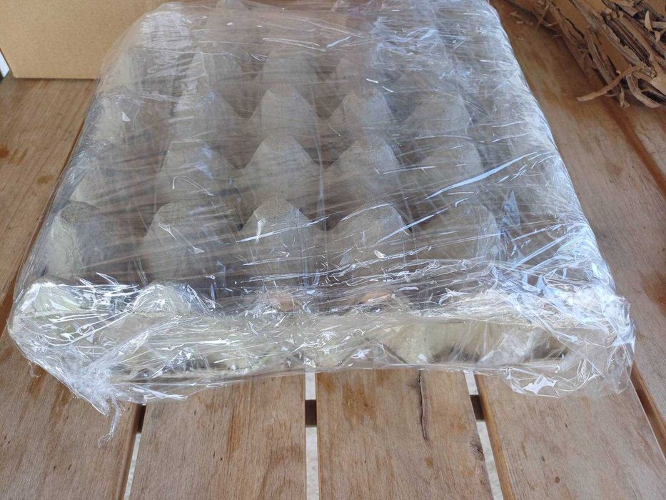 Оплодени яйца от "Черен Австралорп" / Яйца за люпене