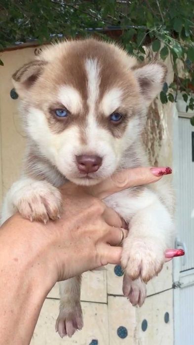 Я самый шоколадный