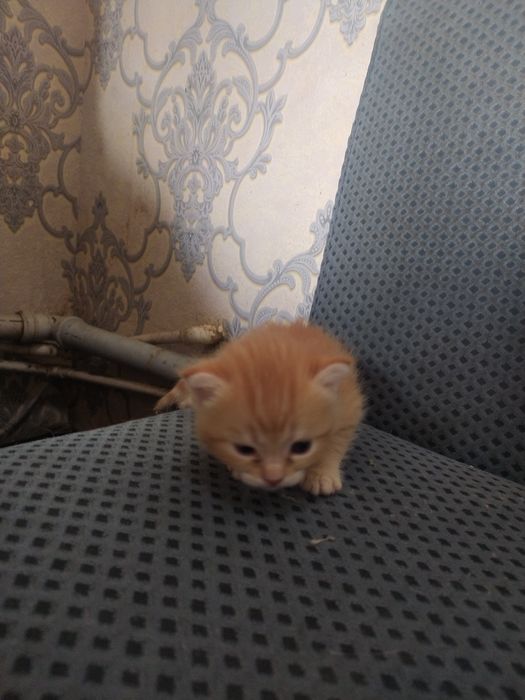2 oylik bilan 1 yarim oylik
