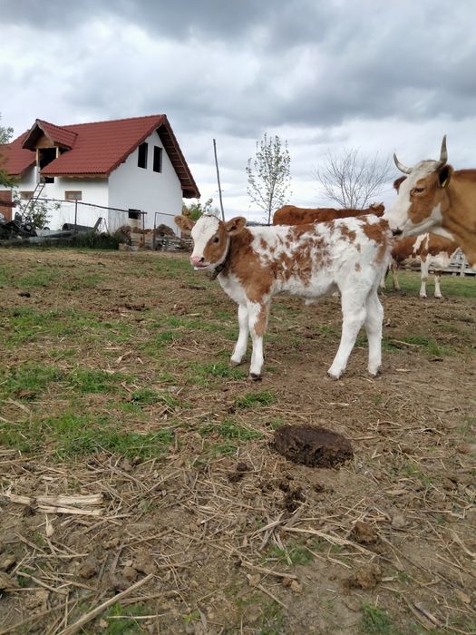 Vitea Bălțata Românească