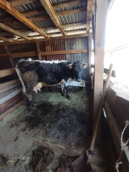 Сиыр сатам бұзау мен