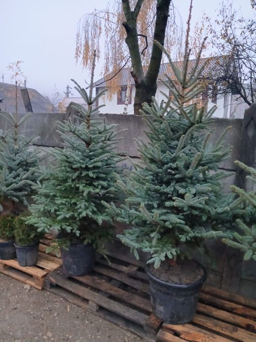 Brad Ornamental de Craciun