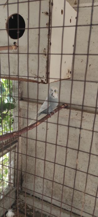 Andurka para sotiladi