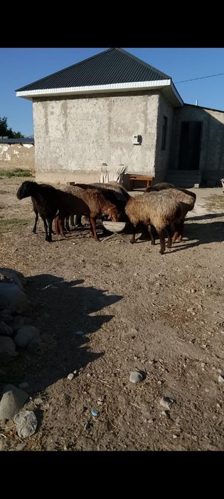 Семиз койлар сатылады