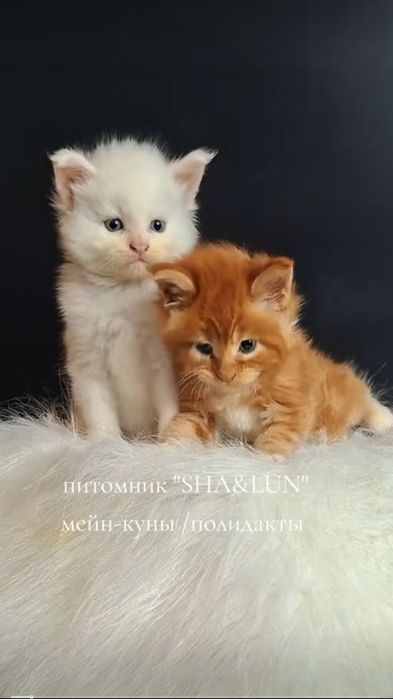 Белый мейн-кун мальчик.