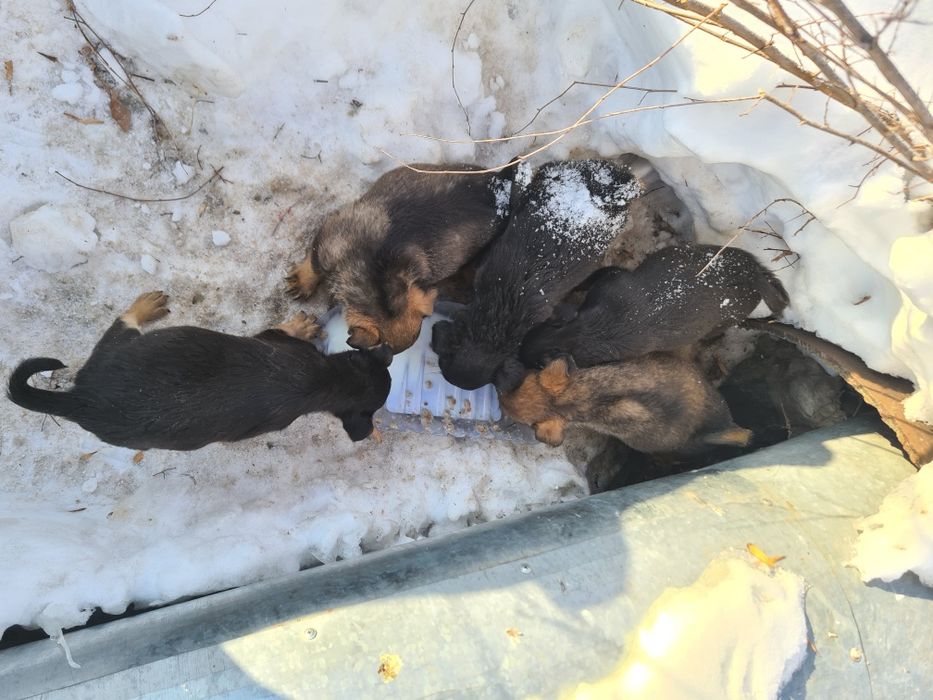 Щенки дворняжки.