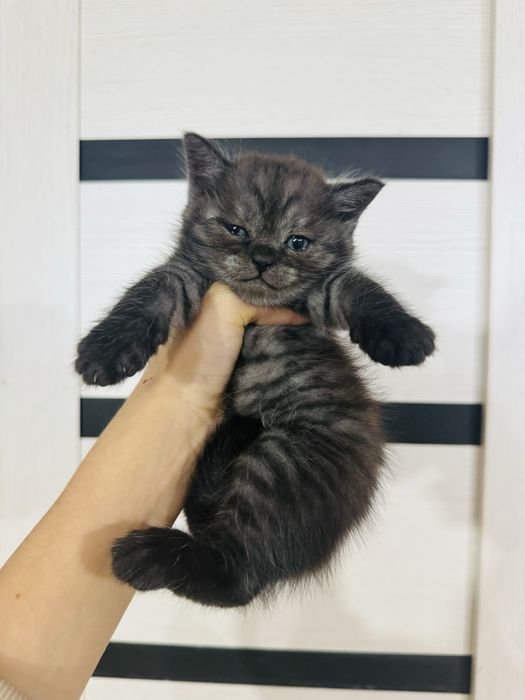 кошечка шотландской породы ( девочка )