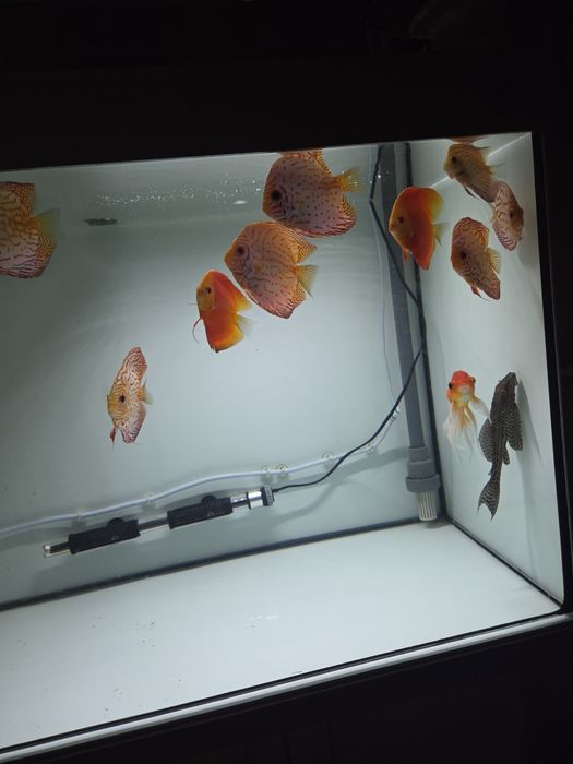 Discusi frumoși  crescuti cu artemia  si mix