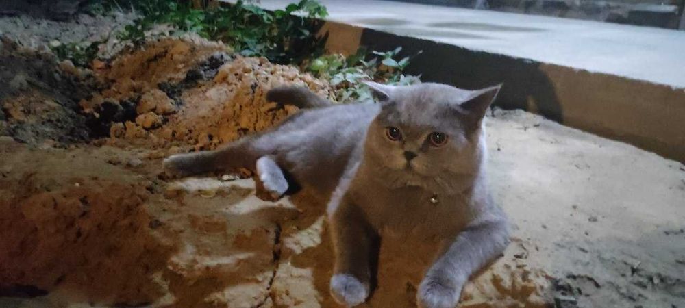 Вязка котов SOTILMIDI