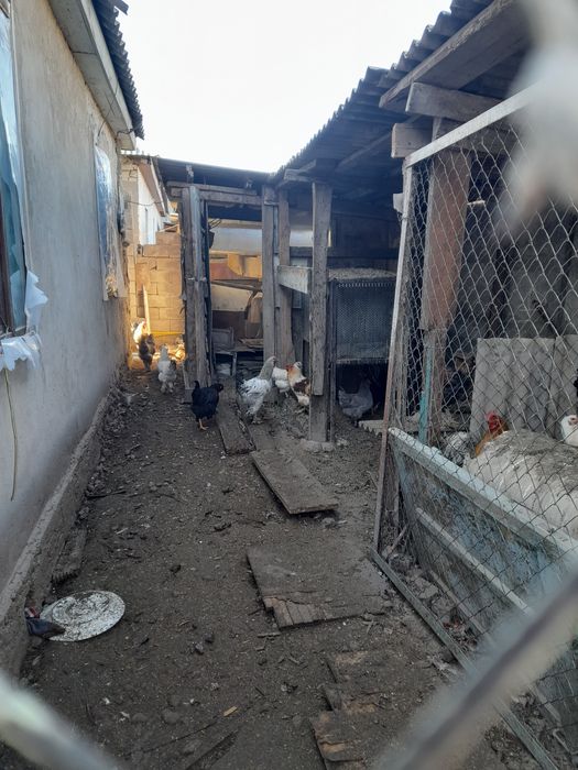 Продам молодых петухов