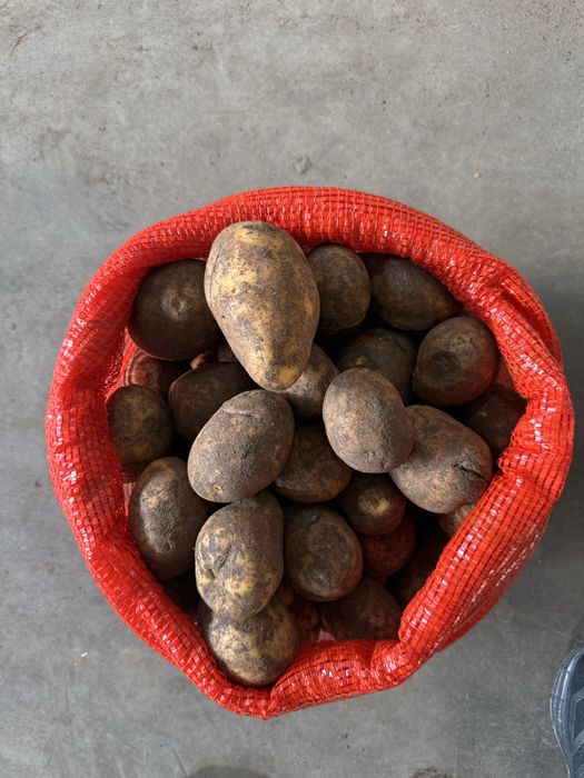 Картофель 80 оптом