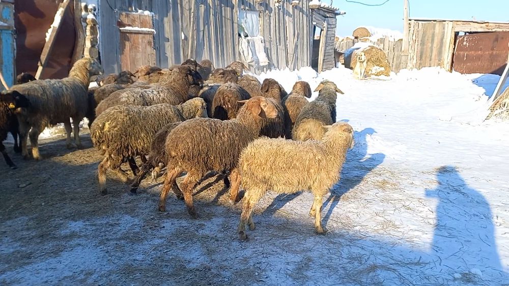 Продам баранов  с откорма 20 головы