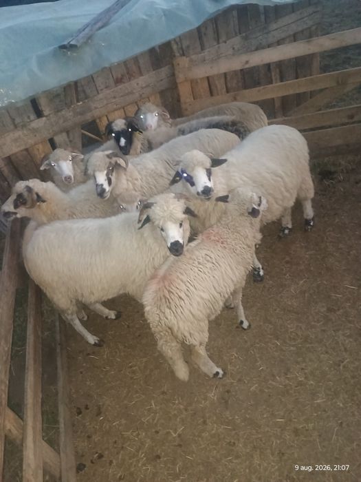 7 oi și 3 miei de vânzare