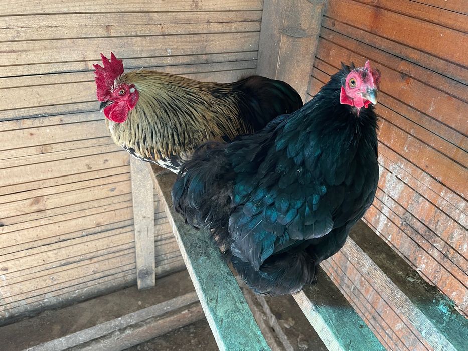 Pereche de Cochin pitic