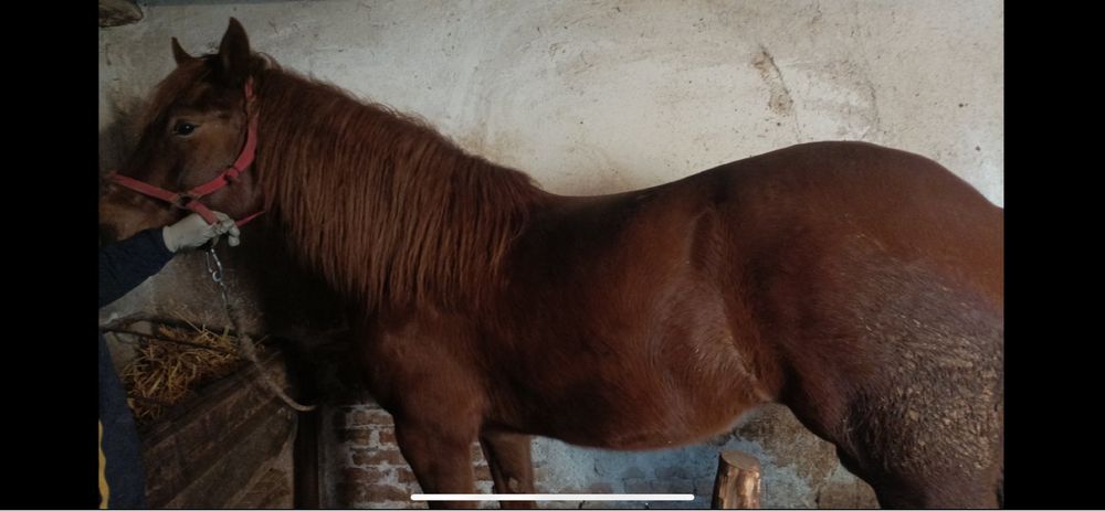 Продавам кобила 2 годишна и половина !!!