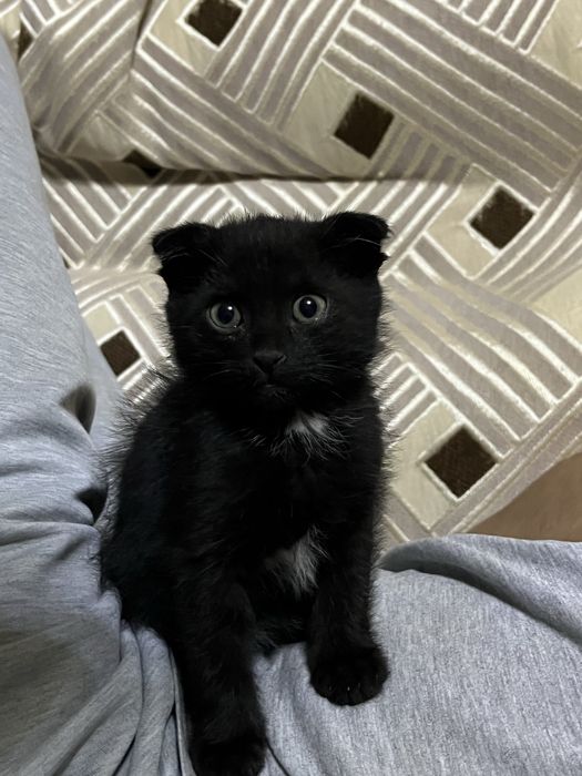 Котенок вислоухий
