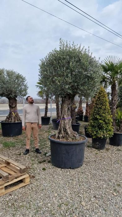 Măslini seculari calitate extra toate dimensiunile