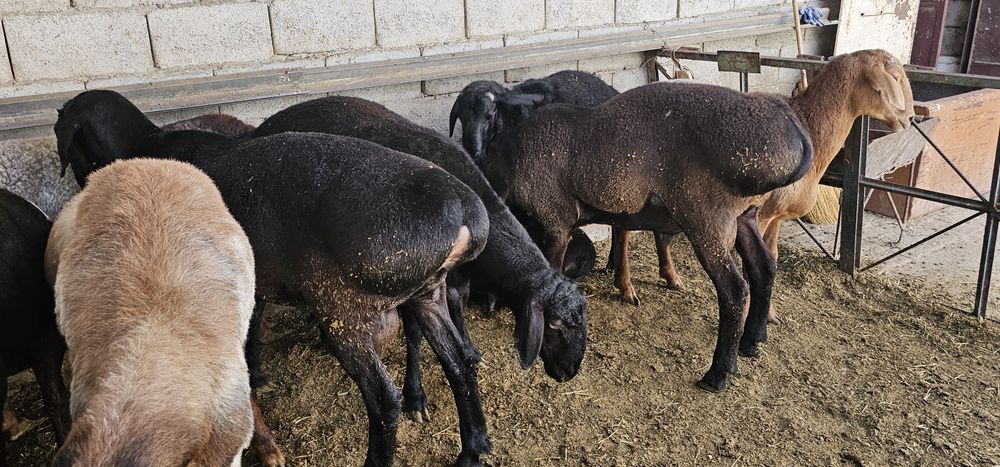 Кучкорлар Сотилади