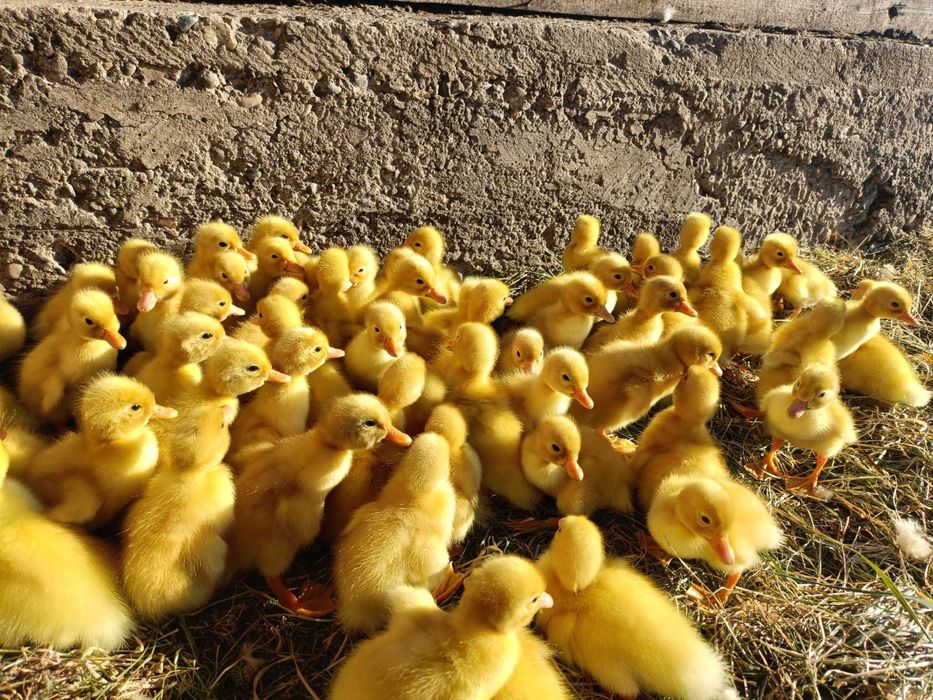 Vând boboci de rațe rasa Pekin