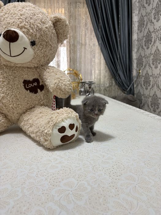 Породистый кошки продается не дорога