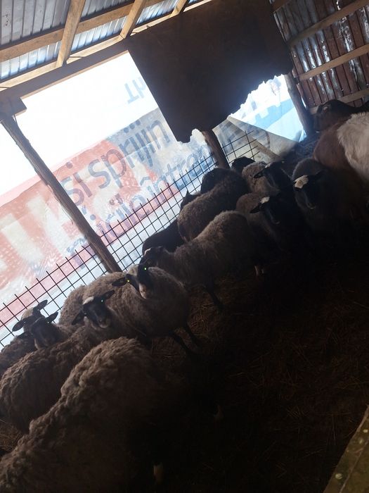 Oi si mielute  Romanov