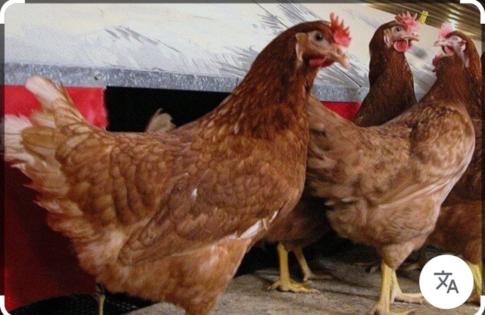 Продам курей несушки