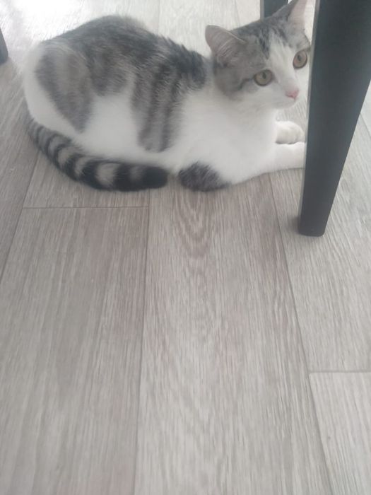 Кошка дымок 8 месяцев