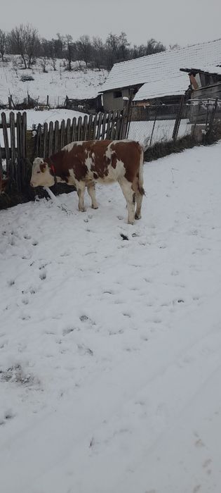 Vițea balțati românesti