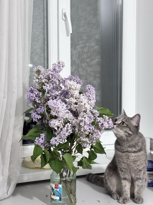 Британка , отдам бесплатно