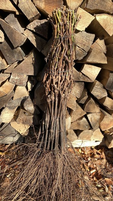 Butasi altoiti anul 2