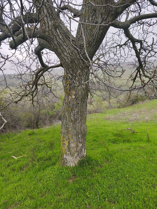 Lemn de nuc de vânzare