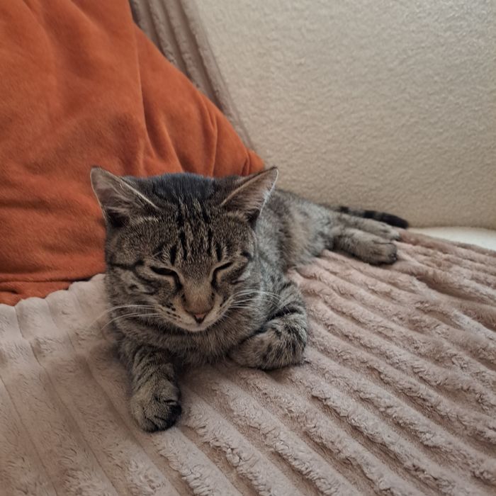 Отдам даром кота 8 месяцев