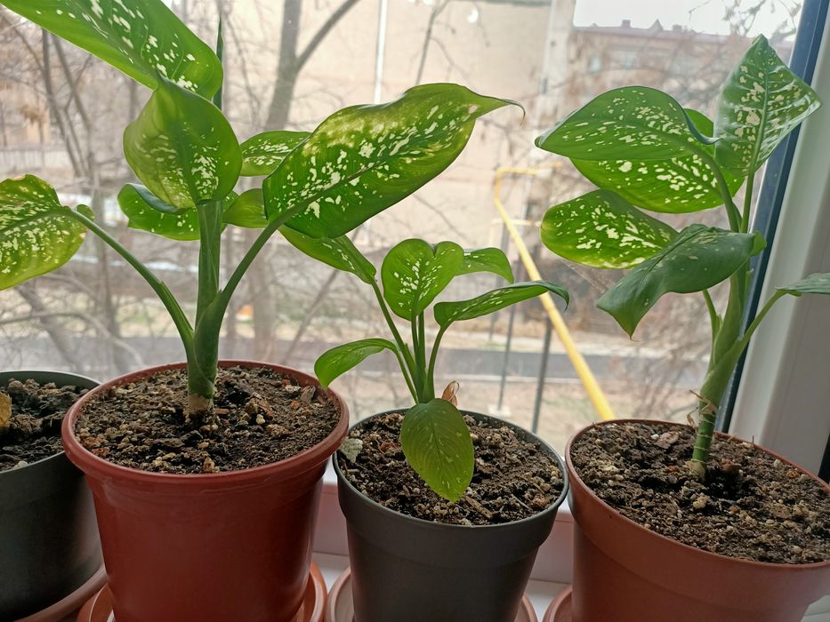 Комнатные растения