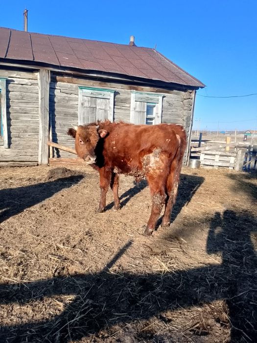 Бука сатылады.  .