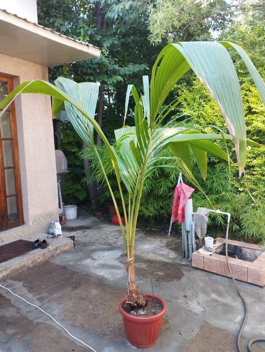 Пальма кокосовая